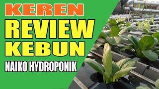 Review Kebun Naiko Hydroponik #naikohydroponik