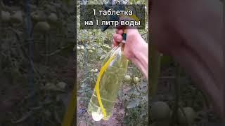 Советы от огородника! Часть 3 #теплица #сад #огород