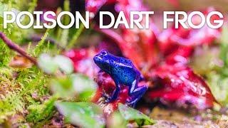 Poison Dart Frog Terrarium