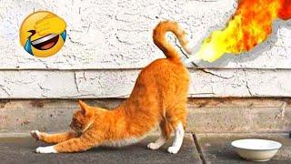 Best Funny Cats And Dogs Video Funniest Animals 2022