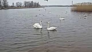 кормим лебедей и уток в Риге на озере,we feed swans and ducks in Riga on the lake