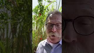Pomegranate—30 Plants in 30 Days; Edibles