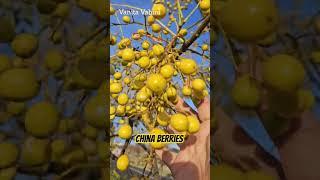 China Berries Poisonous #travel #flowers #plants