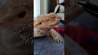 Bearded Dragon NostrilSHED REMOVAL! | #stayrad #beardeddragons @ChuckNorrizBeardedDragons