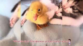 Adorable Kitten and Duckling #cat #funy #kitten