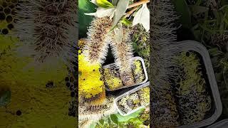 Wonderful honey, wild honey, honey from certain flowers. #beekeeping #natural #mengly #workerbee
