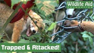 Dog Attacks During Fox Rescue!