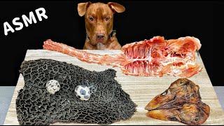 BEST DOG ASMR PITBULL EATING RAW FOODS