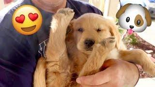 Sammie The 7 Week Old Golden Retriever Puppy!