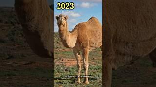 2023 Dromedary Camel and 5000 Bce Dromedary || Ancient Creatures #shorts #shortvideo #youtubeshorts
