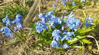 Пролеска сибирская голубая . Scilla siberica .