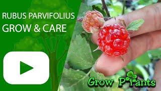 Rubus parvifolius – grow & care (Tasty fruits)