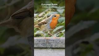 Friendly European Robin gets a meal #shorts