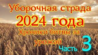 Уборочная страда 2024 года.  11 -- 13 сентября . Первые дни в поле после большой непогоды.