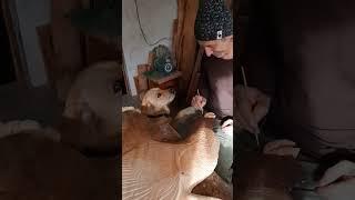 Глухарь из дерева Резное панно Резьба по дереву Виль Аптюшев Wood carving #shorts