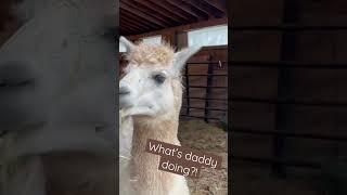 Unholy Alpaca #alpacas #shorts #alpacafarm #femalefarmer #homesteadingforbeginners #pennsylvania