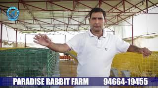 Rabbit Farming  INDIA Tips PARADISE RABBIT FARM