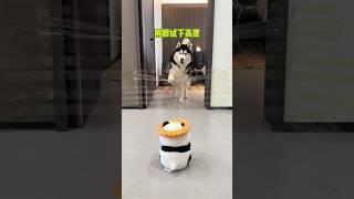 一個老謀深算，一個算不明白 #哈士奇 #胶带测小狗智商
