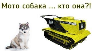 Мото собака ... кто она?!