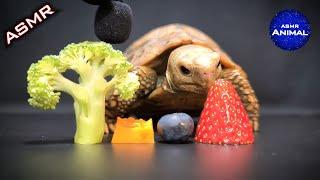 Relaxing ASMR Eating Food Mukbang for Sleep  Turtle Tortoise 83