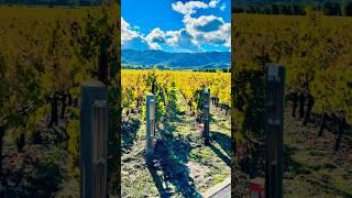 Discover Napa Valley’s OAKVILLE AVA Wine Region 