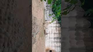 zoo in Gwalior######natvar chaturvedi