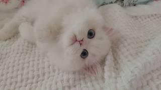 White Persian Kitten rolling around!