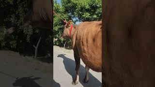 BUNAQASI YÕQ TÕLIQ VIDEO