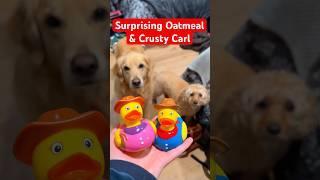 Oatmeal is so jealous, it’s not even funny #JealousDog #RubberDuck #FunnyDogs