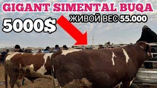 GIGANT SIMENTAL BUQA 5000$ SAVDODA️XORAZM MOL BOZORI