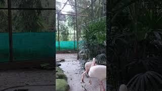 lihat burung flamingo di ragunan