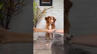 My dog finds the most EXTRA way to do this trend  #doglover #toller h