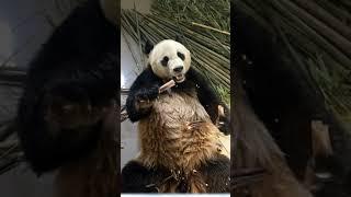 #panda #short #trending #panda  520 #tiktok #Douyin #hottrend #shorts #youtubeshort