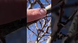 Oystershell Scale on Hawthorn Trees in Calgary  #arboristtips