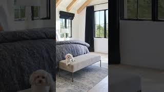 Pooch Approved Pella Windows