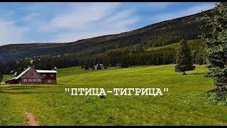 Сказкино Время - Выпуск #19. Птица-Тигрица - Аудио сказка