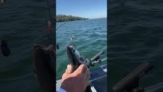 Oroville Nookie !! #fishing #salmon