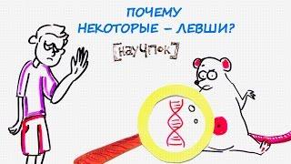 Почему некоторые – левши? — Научпок