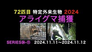 72匹目のアライグマ捕獲 2024  Series㉔ ⑪