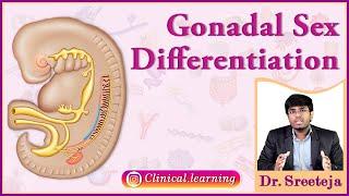 11. Gonadal Sex Differentiation