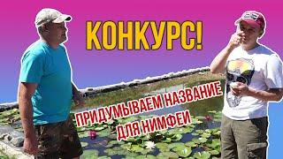 Новый сорт нимфеи. Объявляем конкурс на выбор нового названия!