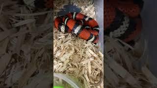 Buy Honduran Milk Snakes with Overnight Delivery from Big Apple Herp