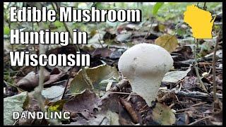 Edible Mushroom Foraging In Northern Wisconsin