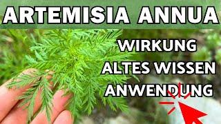 Artemisia Annua Wirkung, Anwendung & altes Wissen  Einjähriger Beifuss