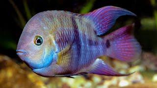 T Bar Cichlid Amatitlania Sajica - The Perfect Community Cichlid -