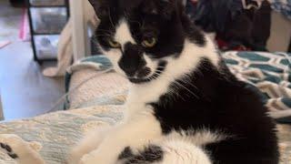Cat videos JTB is live! Three Times the Fluff – Our Cats Are Live Now! 