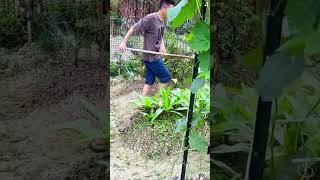 teknik menyiram tanaman dengan mudah menggunakan alat pertanian sederhana yang kreatif #shorts