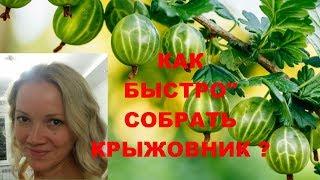 Как собрать крыжовник и не уколоться ? Смотрите !