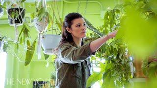 Why Millennials Love Their Houseplant Jungles | Annals Of Obsession | The New Yorker