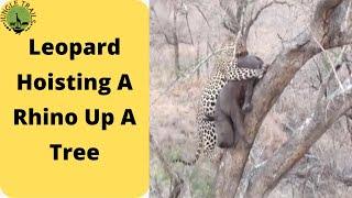 Leopard Hoisting A Rhino Up A Tree | Leopard Climbing Tree With Rhino Calf